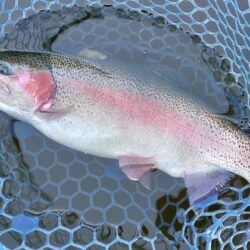 魚が強い！ ～岡崎トラウトポンド～